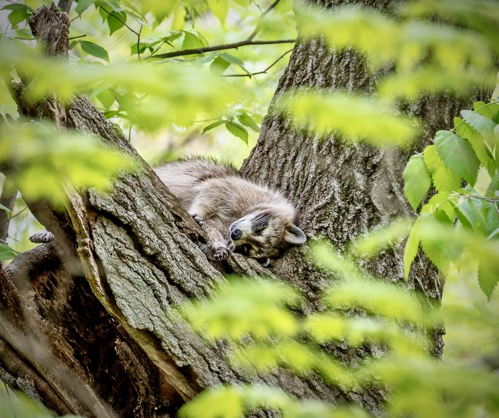 Joe Viola, of Shorewood, won May’s portion of the Forest Preserve District of Will County’s Preserve the Moment Photo Contest, with this photo of a sleeping raccoon at Hammel Woods. The contest continues with monthly winners through December and overall winners picked in January. –Photo courtesy of Joe Viola.