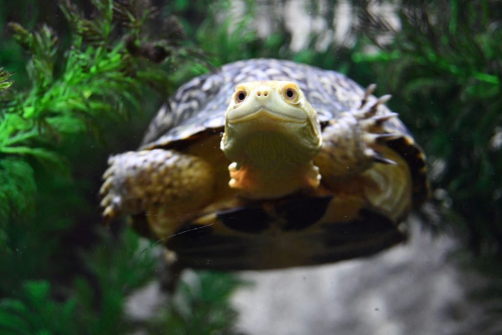 Learn the story of Blanding’s turtles and why they are endangered during a Turtle Tuesday program on July 2 at Isle a la Cache Museum in Romeoville. –Photo submitted.